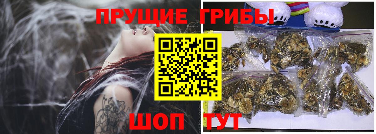 Псилоцибиновые грибы Cubensis Морозовск
